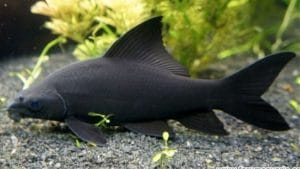 Karakteristik Ikan Black Shark