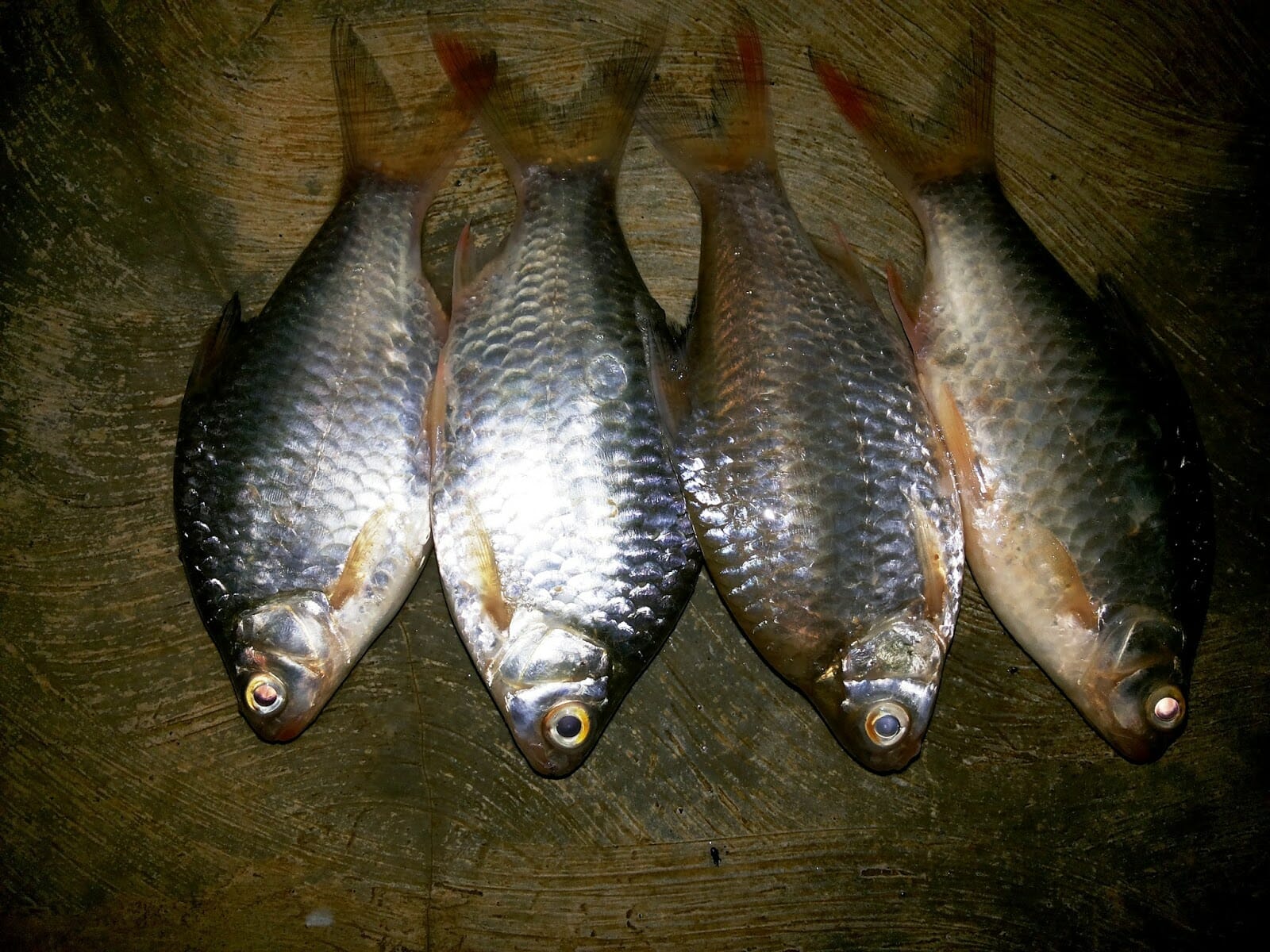 Racikan Umpan Ikan Tawes Jitu