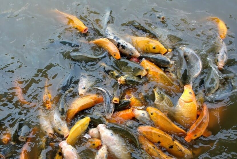 Bahan Umpan Ikan Mas