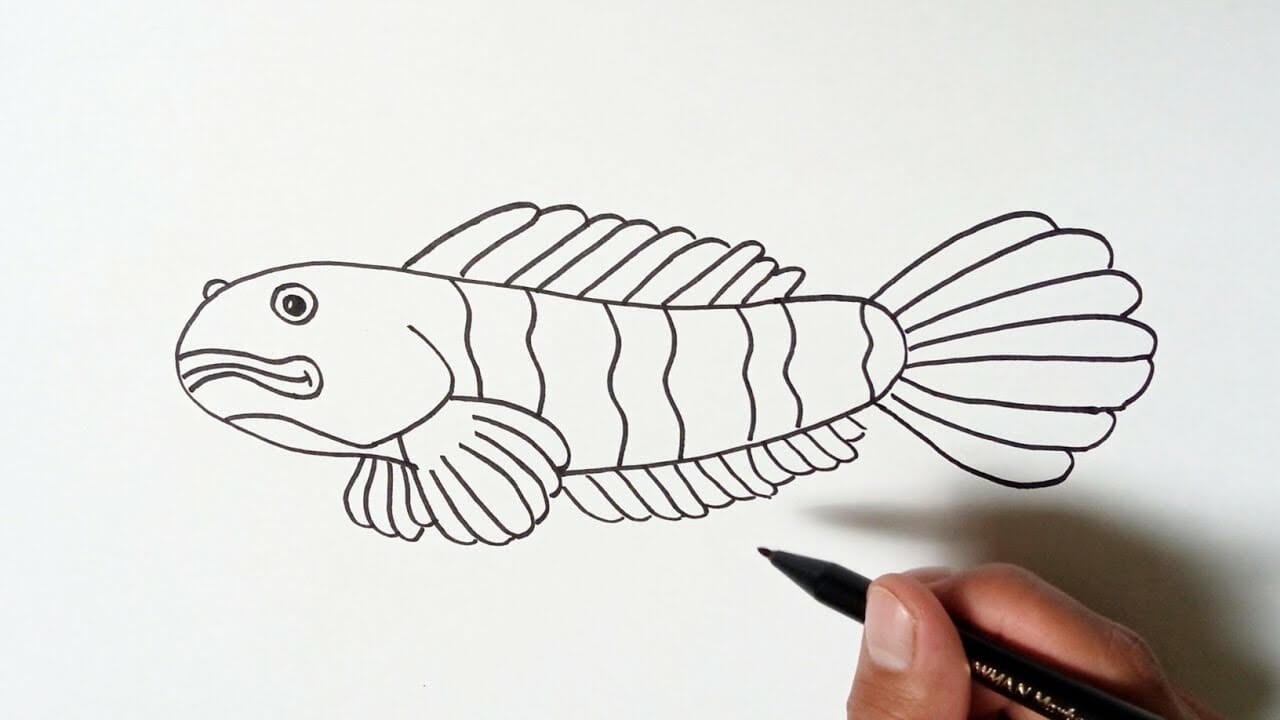 Gambar Ikan Channa Mudah