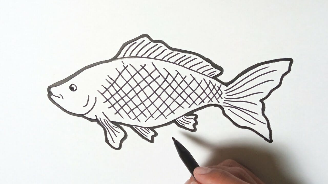Sketsa Gambar Ikan Mas