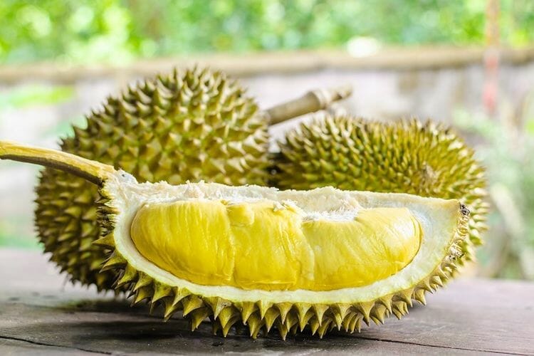Umpan Durian