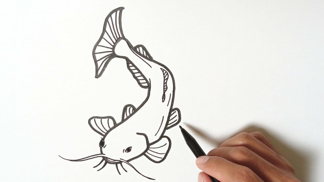 Gambar Ikan Lele Mudah