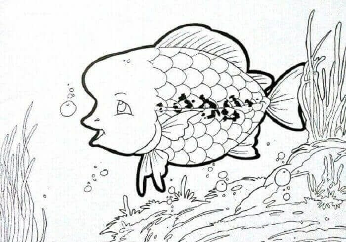 Sketsa Ikan Louhan