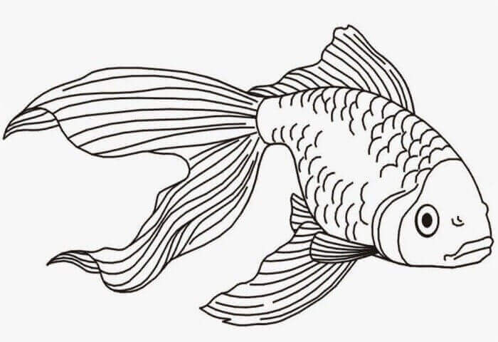 Sketsa Gambar Ikan Koi yang Mudah