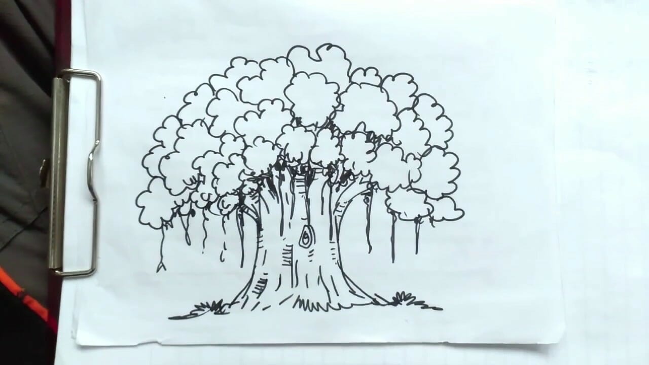 Sketsa Pohon Beringin Mudah