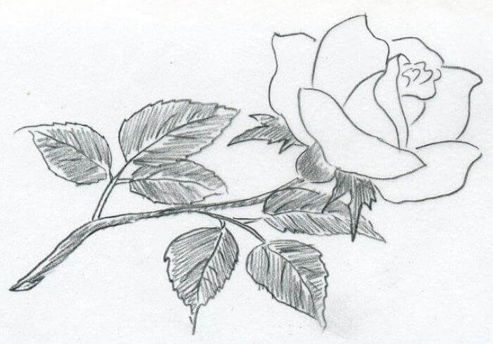 Bunga Mawar Lengkap dengan Daun dan Batang