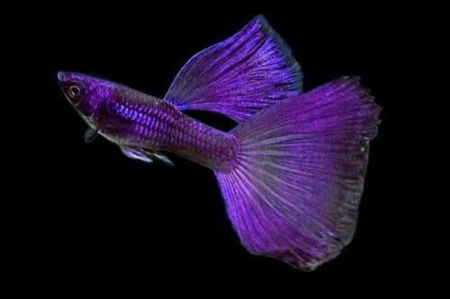Jenis ikan Guppy Purple Moscow