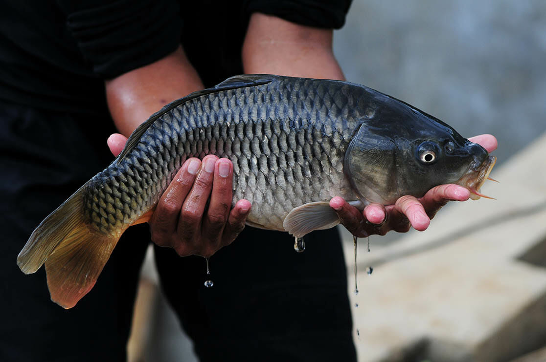 Cara Membuat Umpan Ikan Tombro Paling Ampuh