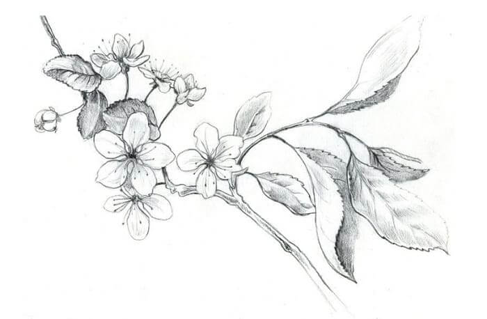 Sketsa Gambar Flora Bunga Sakura