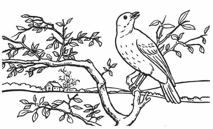 Sketsa Gambar Fauna Burung di Pohon