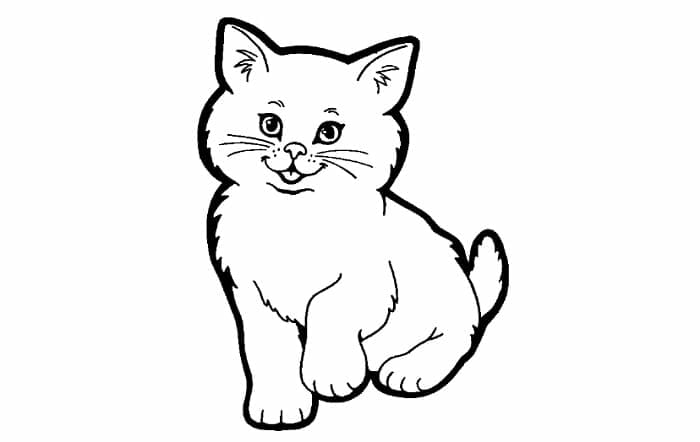 Sketsa Gambar Kucing Jantan
